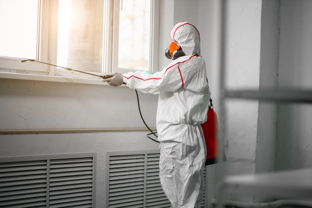 Professional mold remediation services in Albert Lea, MN